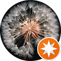 Dandelion Dandelion